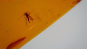 Mücke, Libellenblase